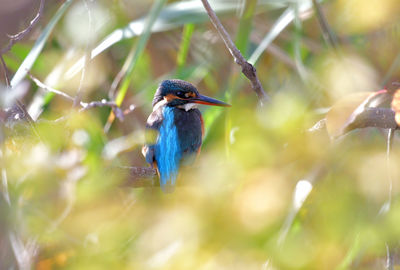 Close-up of a bird perching on a branch