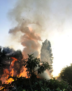 Close-up of flower tree against sky