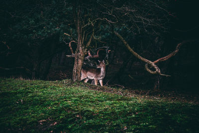 View of deer in forest