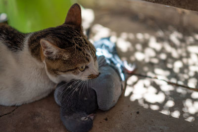 Close-up of a cat