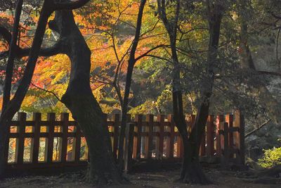 Trees by fence against sky during sunset