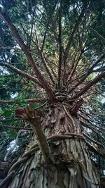 Low angle view of trees