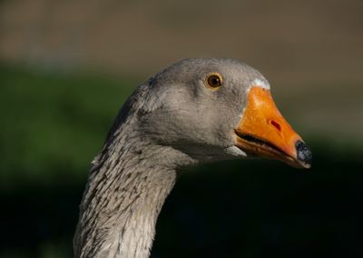 Close-up of greyleg goose