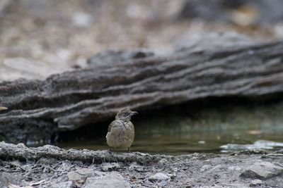 Close-up of bird perching on rock