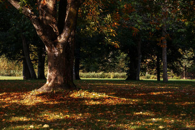 Trees in park during autumn