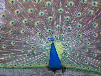 Close-up portrait of peacock