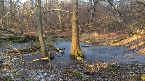 Bare trees in forest