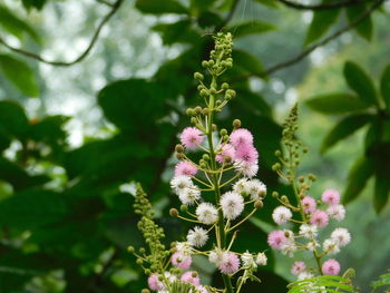 Close-up of insect pollinating on flower