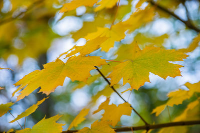 Low angle view of autumnal leaves