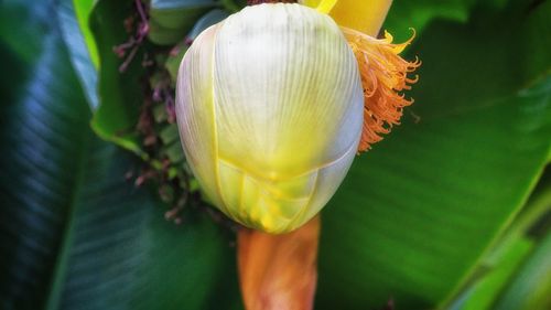 Close-up of flowering plant