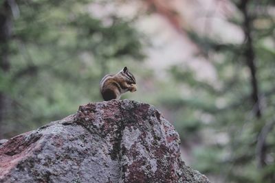 A small chipmunk enjoys a snack on top of a boulder