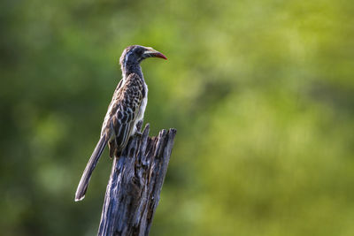 Close-up of bird perching on wooden post