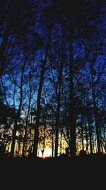 Low angle view of trees