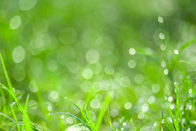 Close-up of wet grass on field