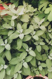 Full frame shot of leaves