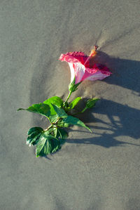 Close-up of flower plant