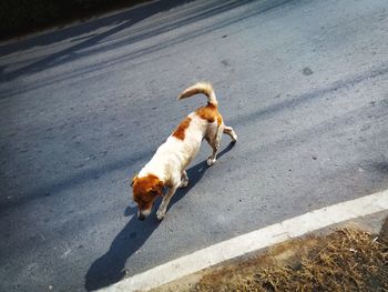 High angle view of dog drinking from road