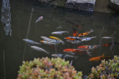 View of koi carps swimming in sea