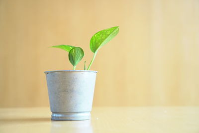 Close-up of potted plant on table