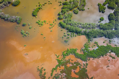 Full frame shot of fresh orange plants in water