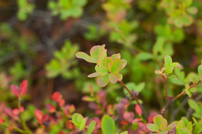 Close-up of flowering plant