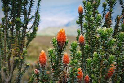 Close-up of orange cactus plant growing on field