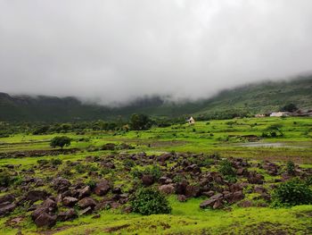 Scenic view of trees on field against sky