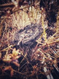 High angle view of nest on field