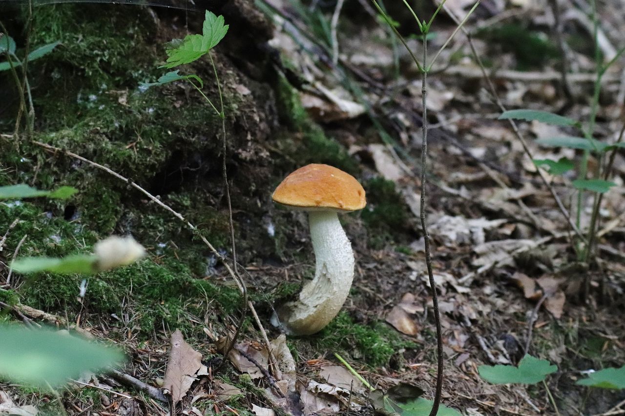 CLOSE-UP OF MUSHROOMS GROWING ON FIELD