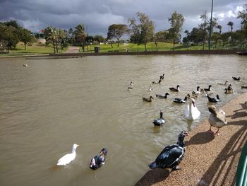 Swans swimming in lake