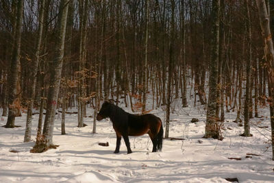 Horse in a forest