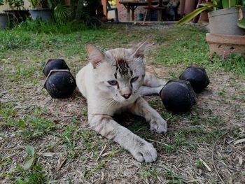 Portrait of cat relaxing on field