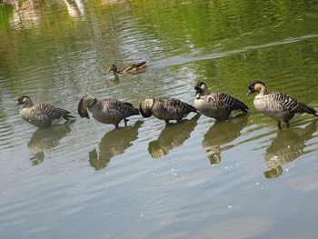 Ducks swimming in lake