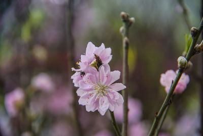 Close-up of pink flowering plant