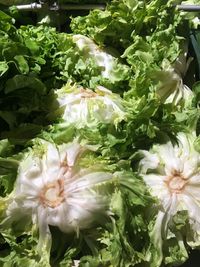 Close-up of flowers growing on plant