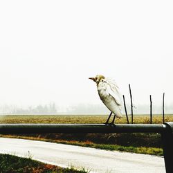 Bird perching on ground against clear sky