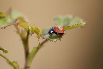 Close-up of ladybug on leaf