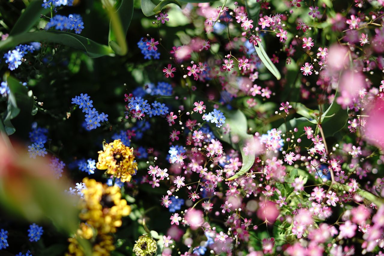 flowering plant, flower, growth, plant, beauty in nature, fragility, vulnerability, freshness, selective focus, day, nature, no people, close-up, outdoors, inflorescence, petal, flower head, purple, green color, sunlight, lilac