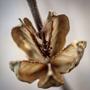 Close-up of wilted flower