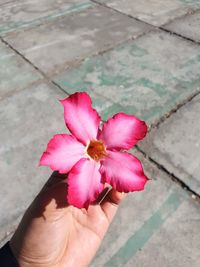 Close-up of hand holding pink rose