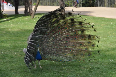 peacock