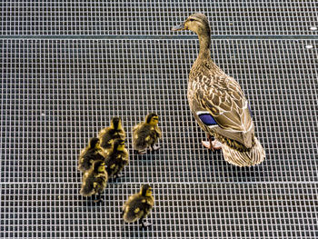 High angle view of a bird