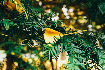 Close-up of tree with yellow leaves
