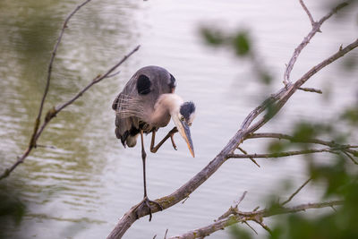 Great blue heron perching on a tree
