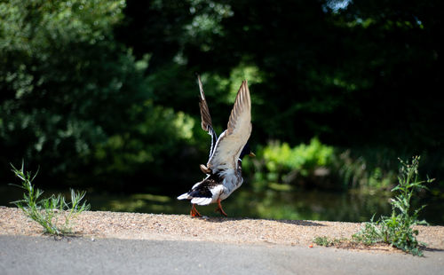 Bird flying in a forest