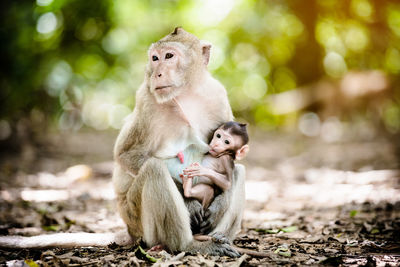 Monkey sitting on a looking away