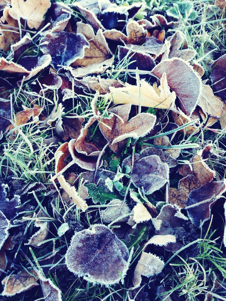 leaf, growth, plant, nature, close-up, field, dry, high angle view, day, outdoors, no people, tranquility, twig, growing, abundance, branch, beauty in nature, season, grass, fragility