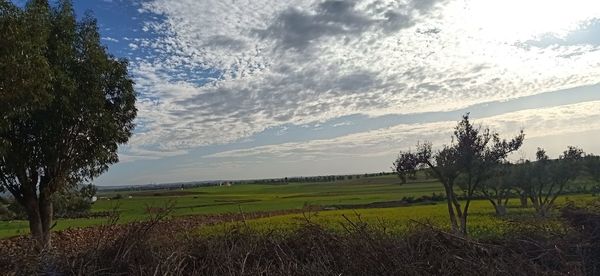 Scenic view of agricultural field against sky