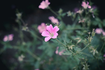 Close-up of pink flowers blooming outdoors