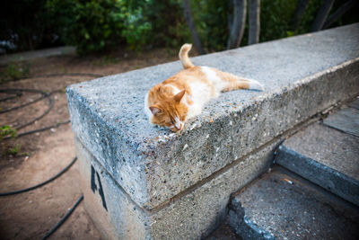 High angle view of a dog